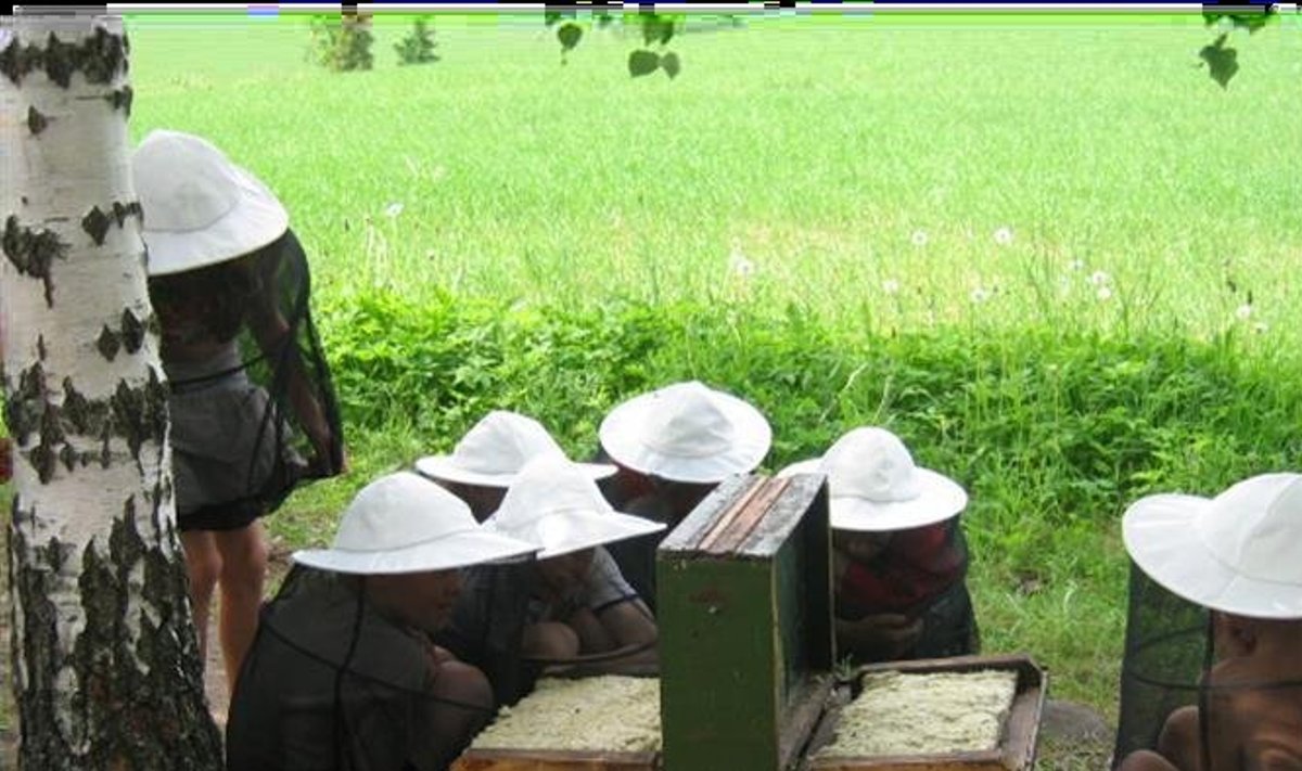 Suigu kooli „mesinikud“ Metsamoori mesilas. Foto A. Annuste