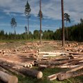 Erametsakeskus: suve saabumine on toonud vaikelu ka puiduturule