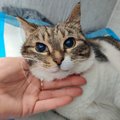 ФОТО | В Хаапсалу хозяйка выбросила кошку из окна пятого этажа