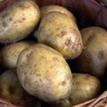 Miks pole poes saada armastatud kartulit ‘Jõgeva kollane’?
