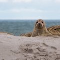 ФОТО | Читатели RusDelfi нашли на пляже мертвого тюленя. Что нужно делать в таком случае?