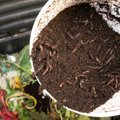 TEE JÄRELE | Nutikas aednik valmistab oma aias vihmausside abil maailma parimat komposti