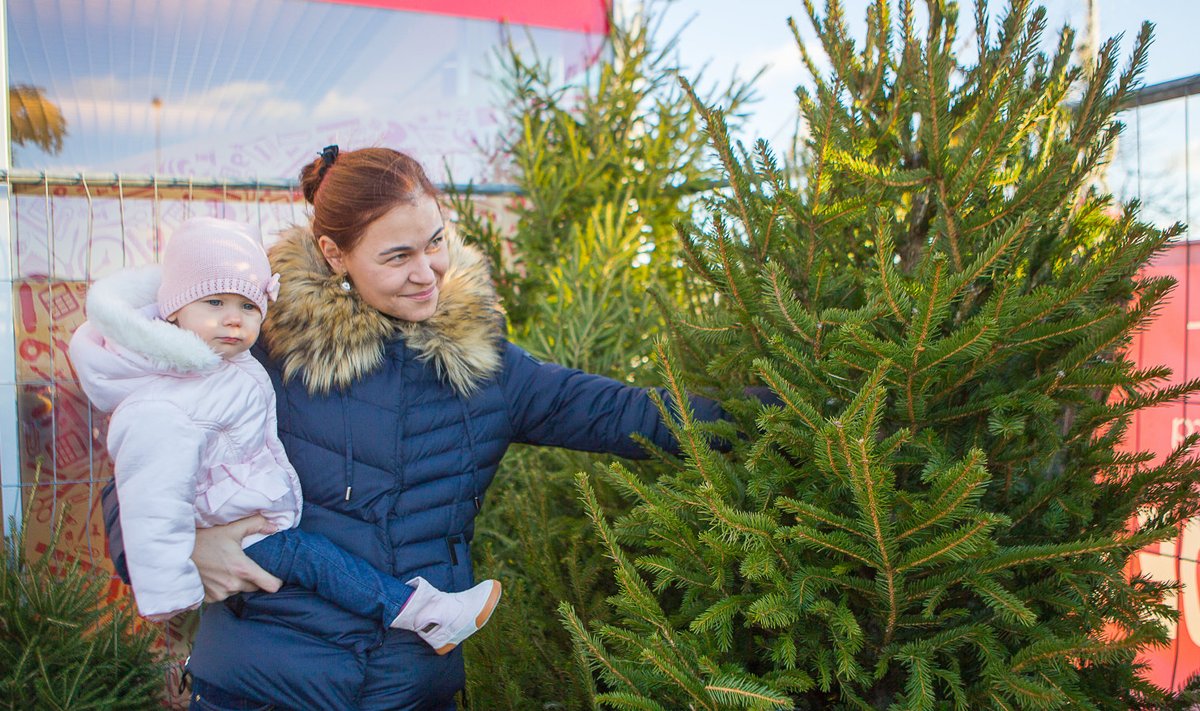 Oma jõulupuud käis Marit Nelis koos tütar Liisbetiga valimas Selveri-esiselt müügiplatsilt.