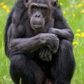 Грустные вести: в Таллиннском зоопарке скончался 32-летний шимпанзе Пино