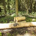 Власти проверят законность вырубки деревьев в районе Пальяссааре