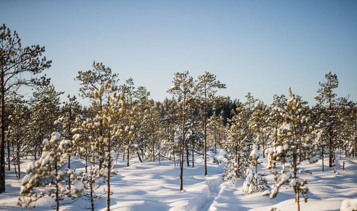 Valitsuse seisukoha järgi ei toeta Eesti meile metsanduse sektoris pakutavat eesmärki siduda aastal 2030 2,5 Mt CO2 ekvivalenti.