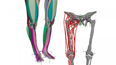 Lucy lihaste 3D rekonstruktsioon.
