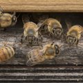 KUULA SAADET | Teadussaade “Innovaatika” #1: Mesilased ei sure iial välja, ergo ... inimene ei sure iial välja