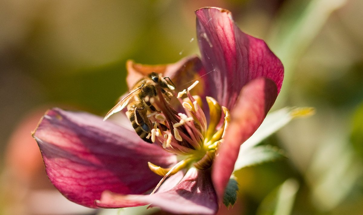 Ühe kilo mee tootmiseks peavad mesilased lendama neljale miljonile õiele.