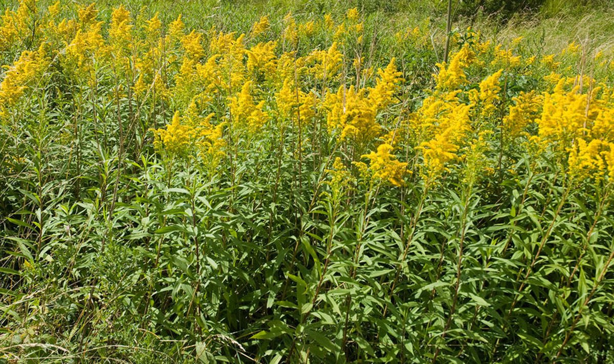 Kanada kuldvits looduses.  Foto: Olivier Pichard / Wikimedia Commons