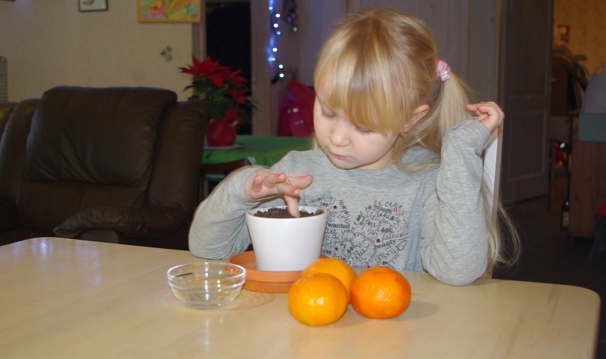 Lastele meeldib mandariiniseemneid mulda panna.