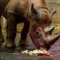 „Мы все сегодня плохо спали.“ Не стало ли недавнее решение зоопарка фатальным для носорога Кигомы?
