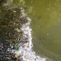 ВИДЕО | Приплыло из Украины: в Венгрии убирают реки от тонн мусора