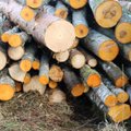 Eesti majanduse vedur: puidutööstus. Ka palk on siin Baltikumi kõrgeim