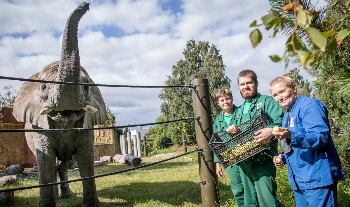 Irina Polištšuk (vasakul), Erko Kiisel ja Anne Saluneem on loomaaia elevantide karja liikmed –tuttavad inimesed, kellega nad on harjunud.