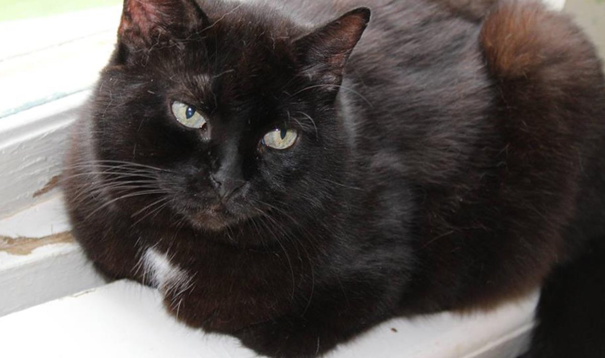 Selle musta kassi nimi on Kelly ja ta ootab praegu ühes hoiukodus Tõrvas oma õiget kahejalgset sõpra. Kui soovid Kellyle või mõnele teisele mustale kassile eelkirjeldatust paremat saatust pakkuda, siis vaata Pesaleidja kodulehekülge!