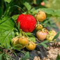 Maasikaid ründavad kahjurid ja haigused ning nende tõrje