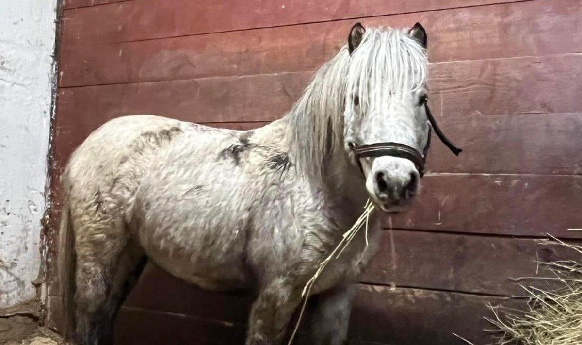 Põgenenud poni Kalis