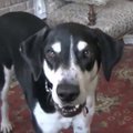 HITTVIDEO | koer tahab endale nii väga üht kassipoega, omanik paneb tema soovi inimkeelde ja sellest sünnib fantastiline video