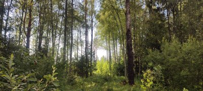 Siin pole midagi istutatud, vaid loodusliku uuenduse tekkele kaasa aidatud.