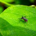 Комары и близко не подлетят: от насекомых спасет малоизвестное натуральное средство