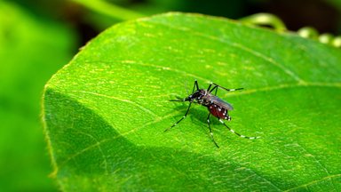 Комары и близко не подлетят: от насекомых спасет малоизвестное натуральное средство
