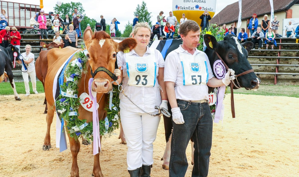 Eesti parima välimusega lehmad Taara ja Siili koos juhendajatega.