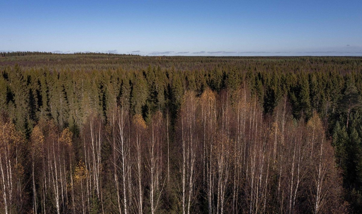 Lapimaa ulatuslikke metsasid ähvardab aina enam tuleroaks saamine.