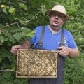 Muhu mesinik: kas teate, kui palju tuleb mett müüa, et keskmist palka teenida?