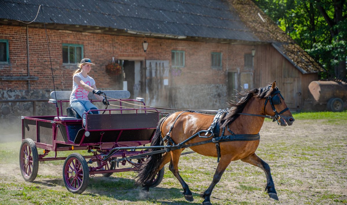 Tori hobusekasvanduses saab peale ratsutamise ka kaarikuga sõitu teha.