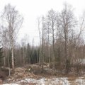 Suur looduskahju Pärnumaal. RMK korraldas keskkonnaameti loal ulatuslikke lageraieid metsise kaitsealadel