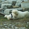Au revoir! Белый медведь Арон отправился жить во французский зоопарк