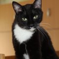 Fletchi lugu | koordinatsioonihäiretega kass vajab raviarve tasumisel abi