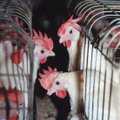 Slovakkia lõpetab kanade puuriajastu