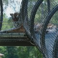 FOTOD | Loomaaia Tiigrioru tiigriemand tutvustas end külalistele ja küttis esimese saagi