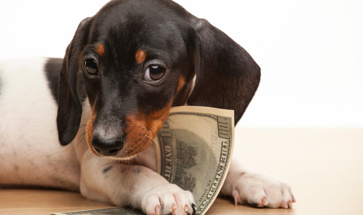 Собака и деньги. Иллюстративное фото.