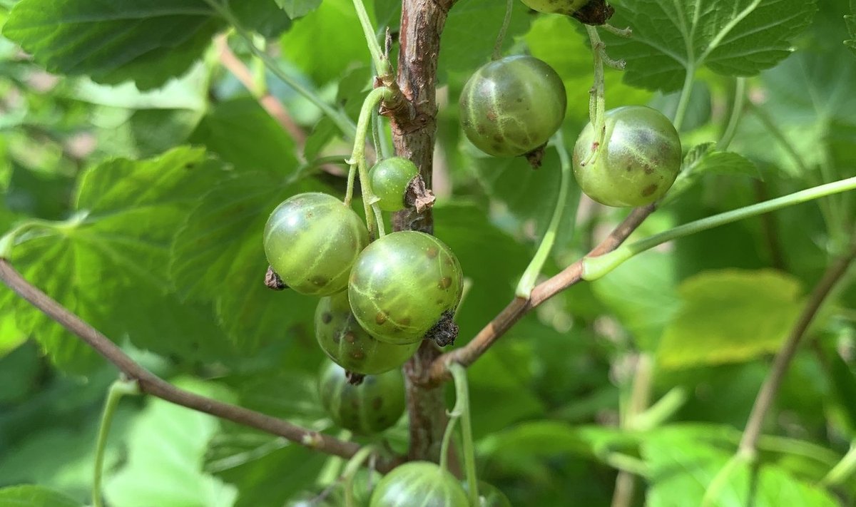 Eestis aretatud roheliste marjadega musta sõstra sort maitseb nagu must sõstar ikka, kuid näeb teistsugune välja.