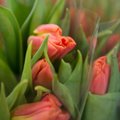 Naistepäev annab lillemüüjaile ligi poole kevadisest sissetulekust