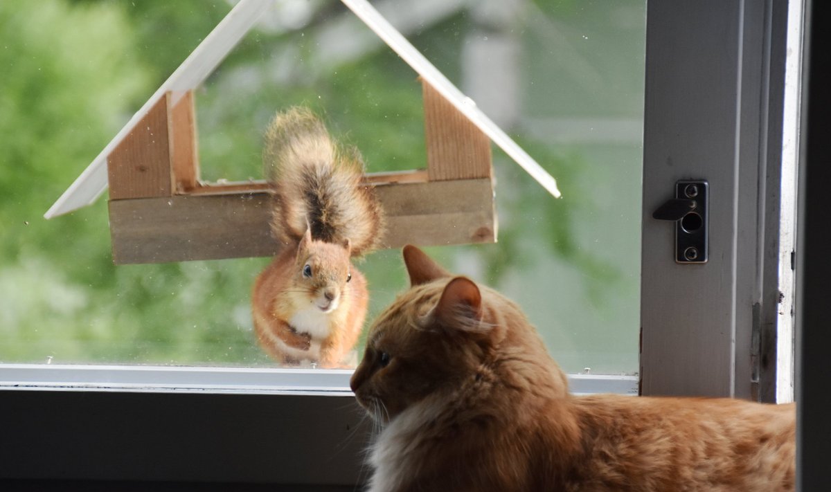 Oravad lindude toidumajas, mida kassid aknast vaatavad.