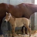 VIDEO | Väljasuremisohus hobusetõugu õnnestus kloonida