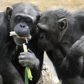 BBC esitleb šimpansite vändatud filmi