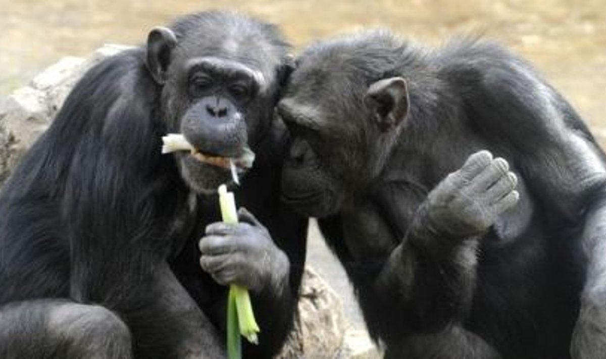 Inimeste üllatamiseks salaplaani hauvad ahvid