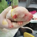 ARMSAD FOTOD | Anija koertekolooniast päästetud terviseprobleemidega Betti sai üheksa kutsika emaks