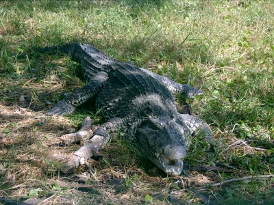 Illustreeriva tähendusega pilt krokodillist (Foto: Wikimedia Commons / Friman)