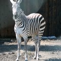 СМИ: в норвежском зоопарке зебру скормили тиграм на глазах у посетителей