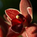 Botaanikaaia orhideenäitus juba nädalavahetusel