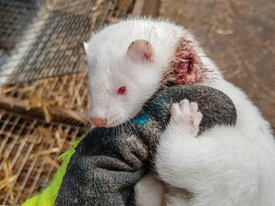 Kaasaaegse Läti karusloomafarmi telgitagused