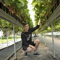 Konkurss AASTA PÕLLUMEES | Joosepi talu pakub põnevaid maasikasorte