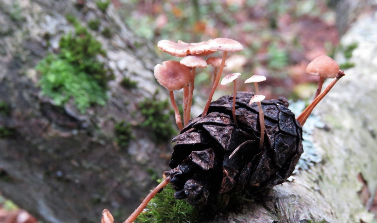 Nõmmelt leitud seenekäbi 
