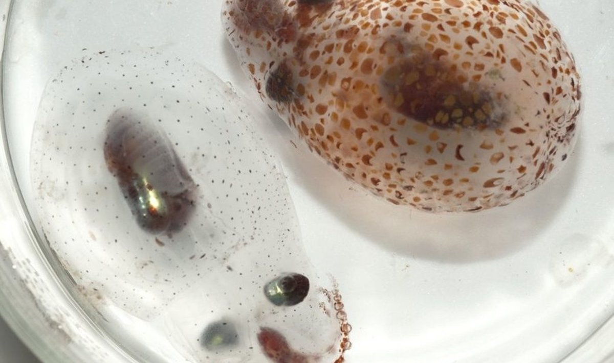 Kaheksajalg Japetella heathi. Foto: Sarah Zylinski